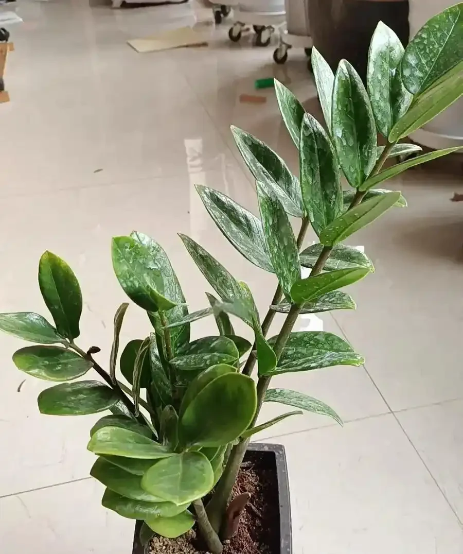 雪鐵芋好養不挑人,換盆養護繁殖一次講清楚,新手也能養得綠油油