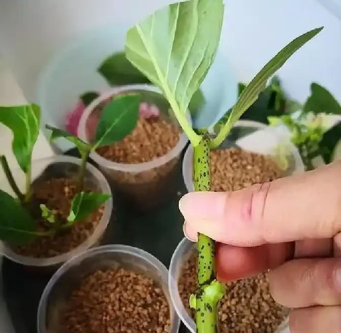 插枝總黑杆不長根？老農戶私藏妙招！抹點牙膏，7天冒白根