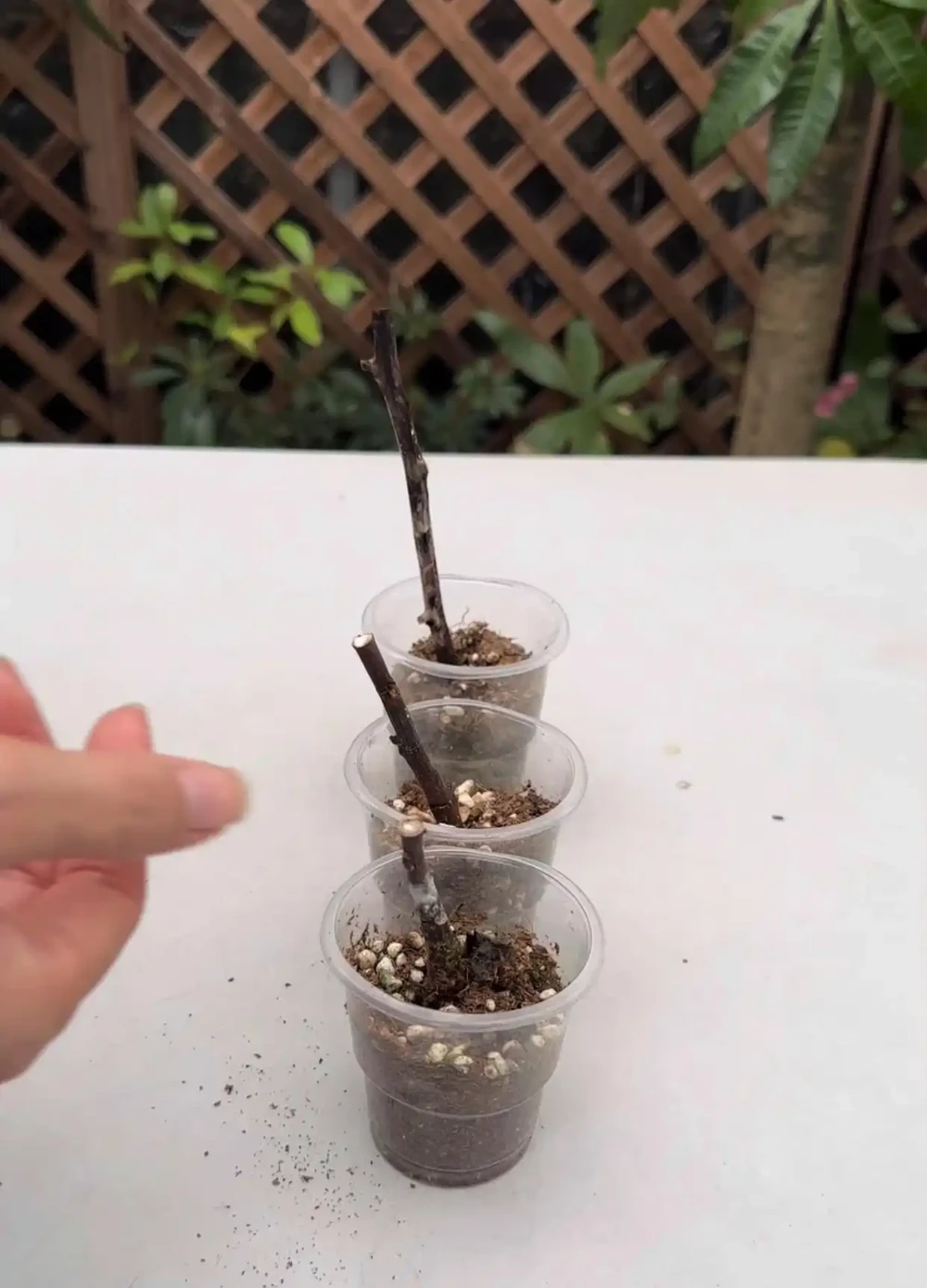 插枝總黑杆不長根？老農戶私藏妙招！抹點牙膏，7天冒白根