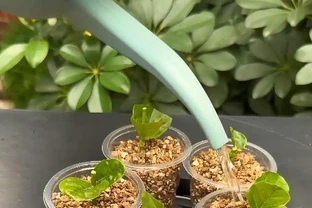 插枝總黑杆不長根？老農戶私藏妙招！抹點牙膏，7天冒白根