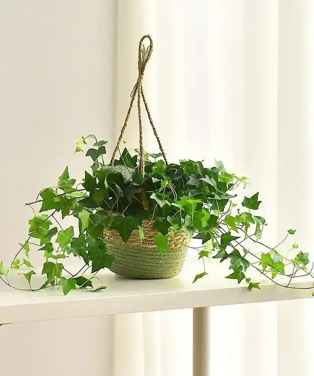 臥室養這六種植物,安神助眠不搶氧,夜裡替你淨化空氣