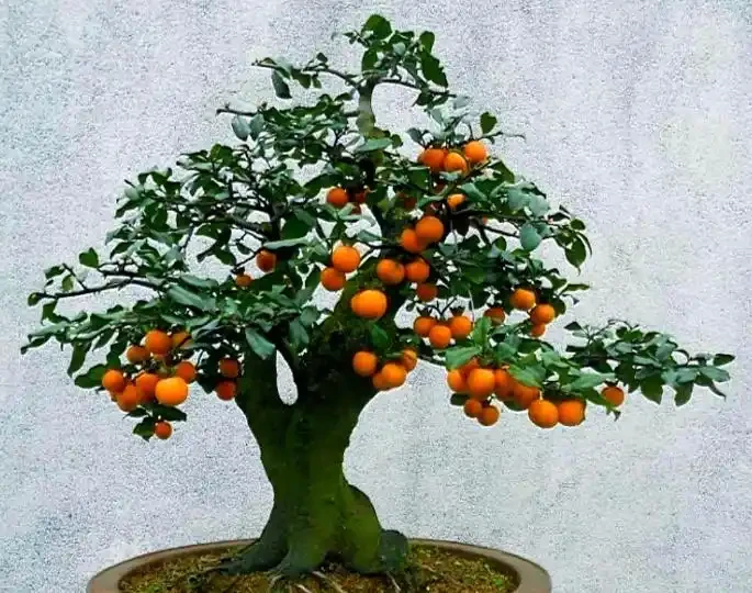 八月養金彈子,落實1促3養,掛果飽滿色澤透亮