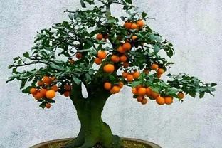 八月養金彈子，落實1促3養，掛果飽滿色澤透亮