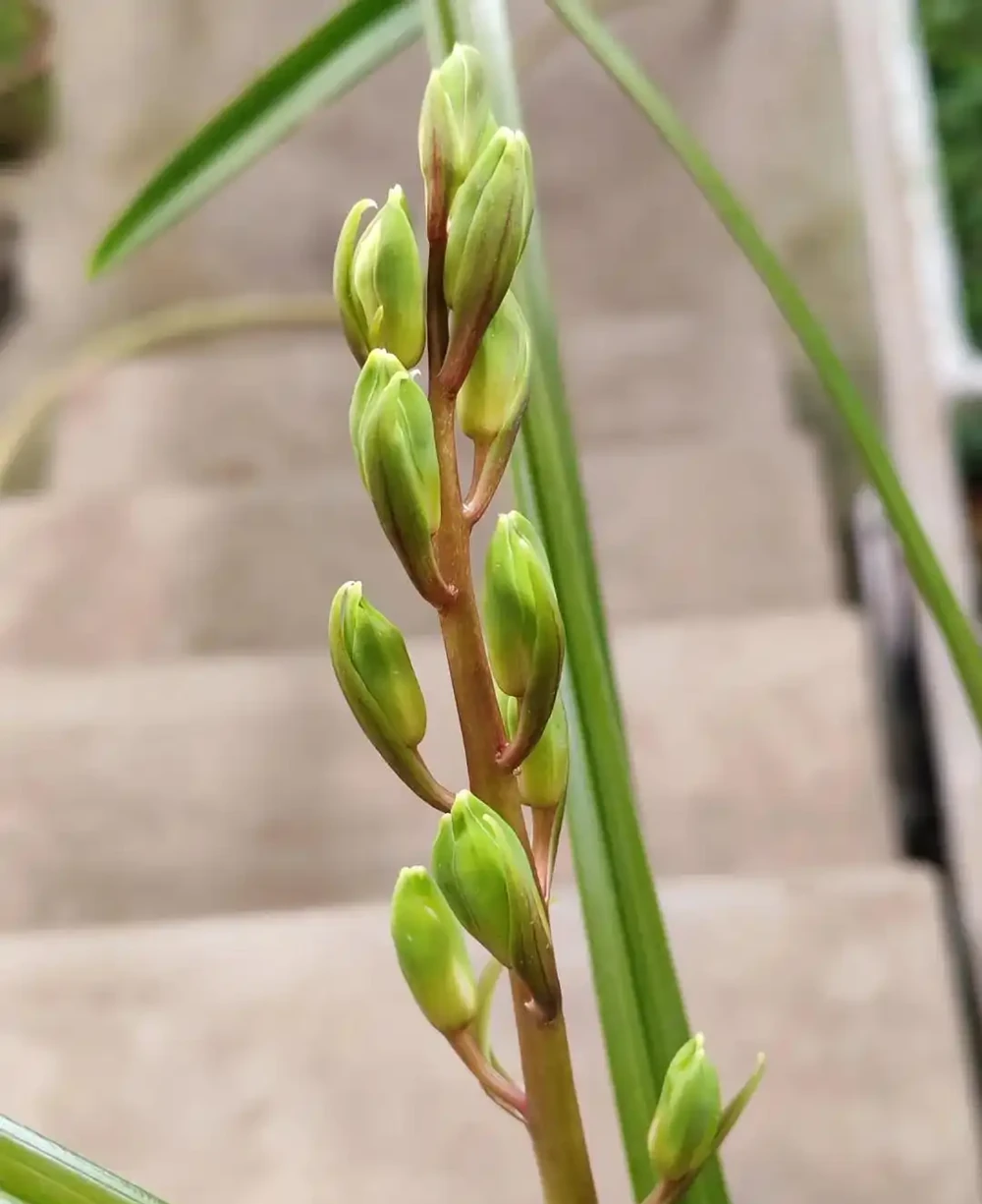 養蘭十年才懂:一年能開幾次花?抓住這個關鍵點,想不開花都難