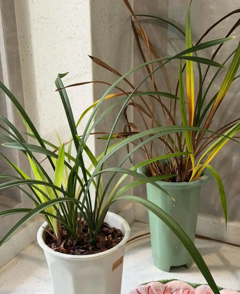 養蘭十年才懂:一年能開幾次花?抓住這個關鍵點,想不開花都難