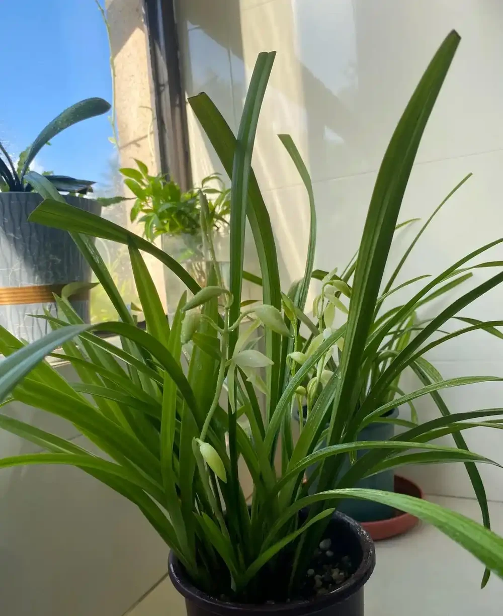 養蘭十年才懂:一年能開幾次花?抓住這個關鍵點,想不開花都難