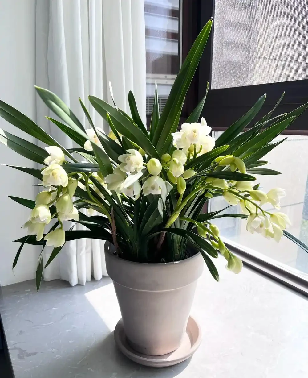 養蘭十年才懂:一年能開幾次花?抓住這個關鍵點,想不開花都難