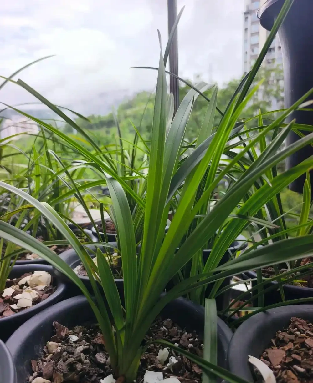 養蘭十年才懂:一年能開幾次花?抓住這個關鍵點,想不開花都難