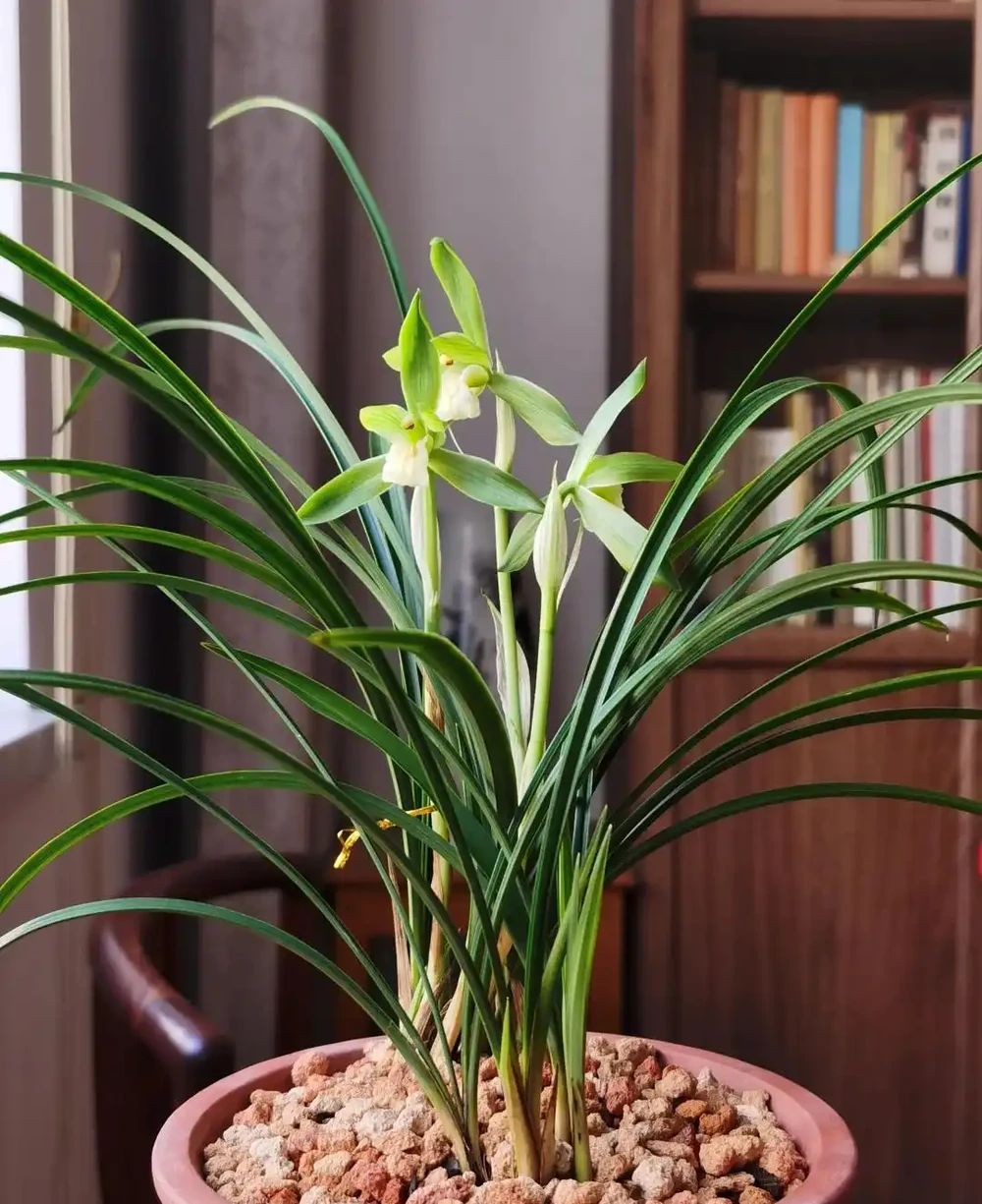 養蘭十年才懂:一年能開幾次花?抓住這個關鍵點,想不開花都難
