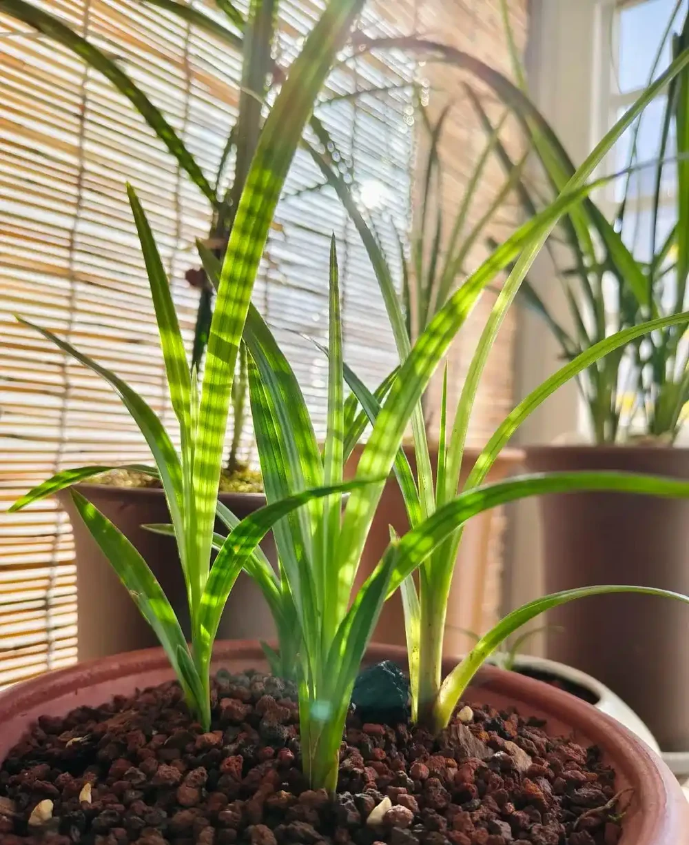 養蘭十年才懂:一年能開幾次花?抓住這個關鍵點,想不開花都難