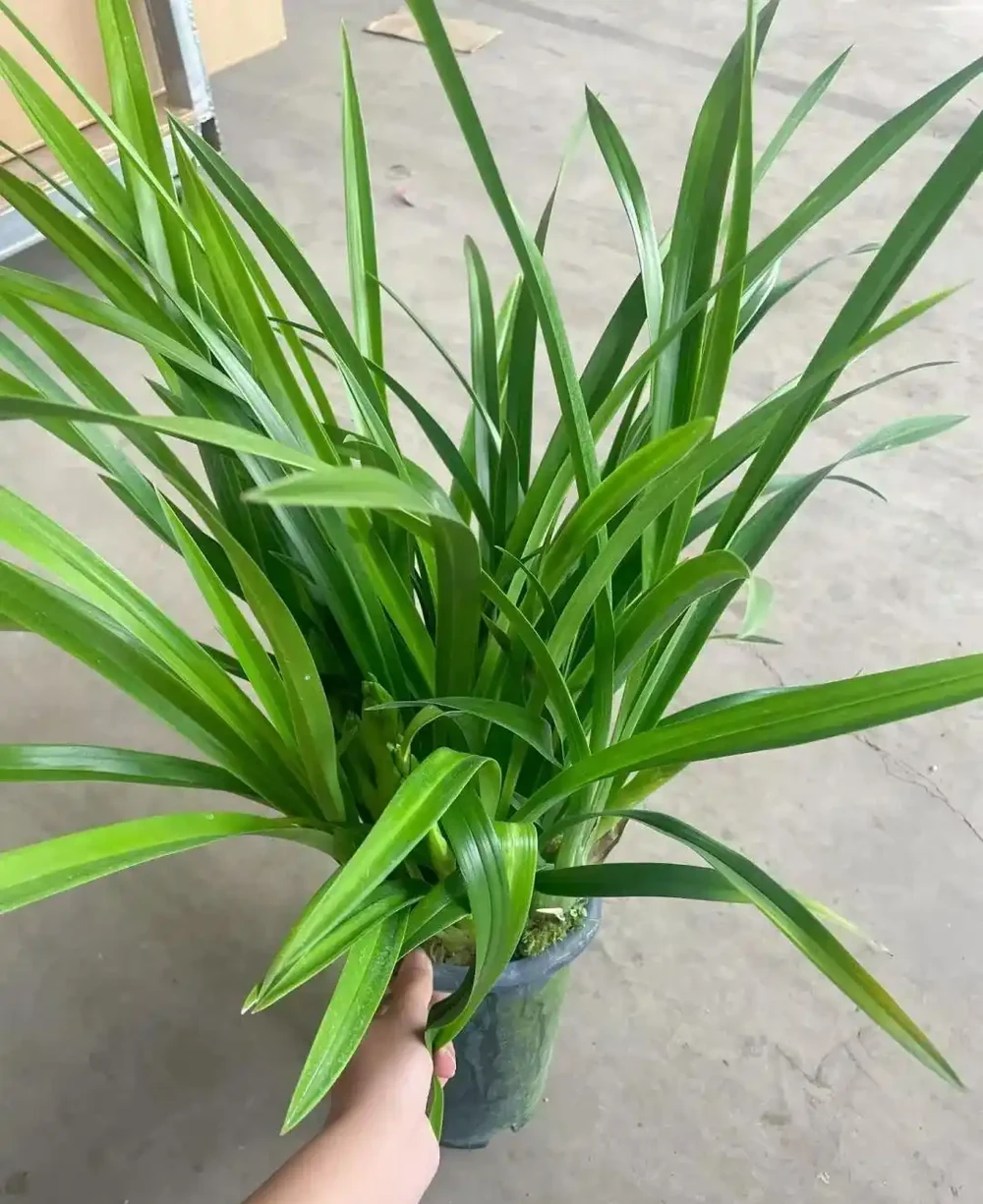 養蘭十年才懂:一年能開幾次花?抓住這個關鍵點,想不開花都難