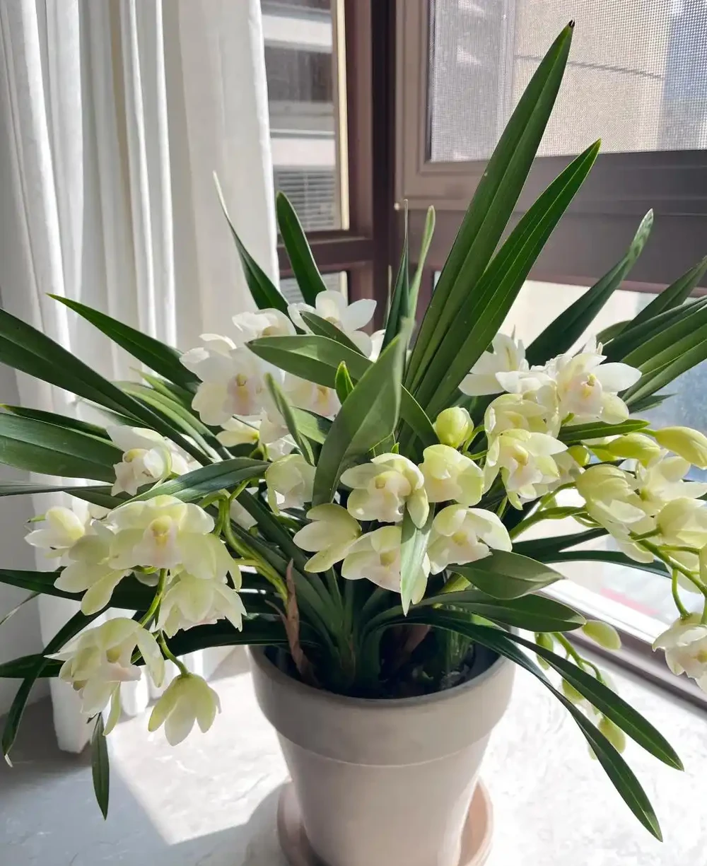 養蘭十年才懂:一年能開幾次花?抓住這個關鍵點,想不開花都難
