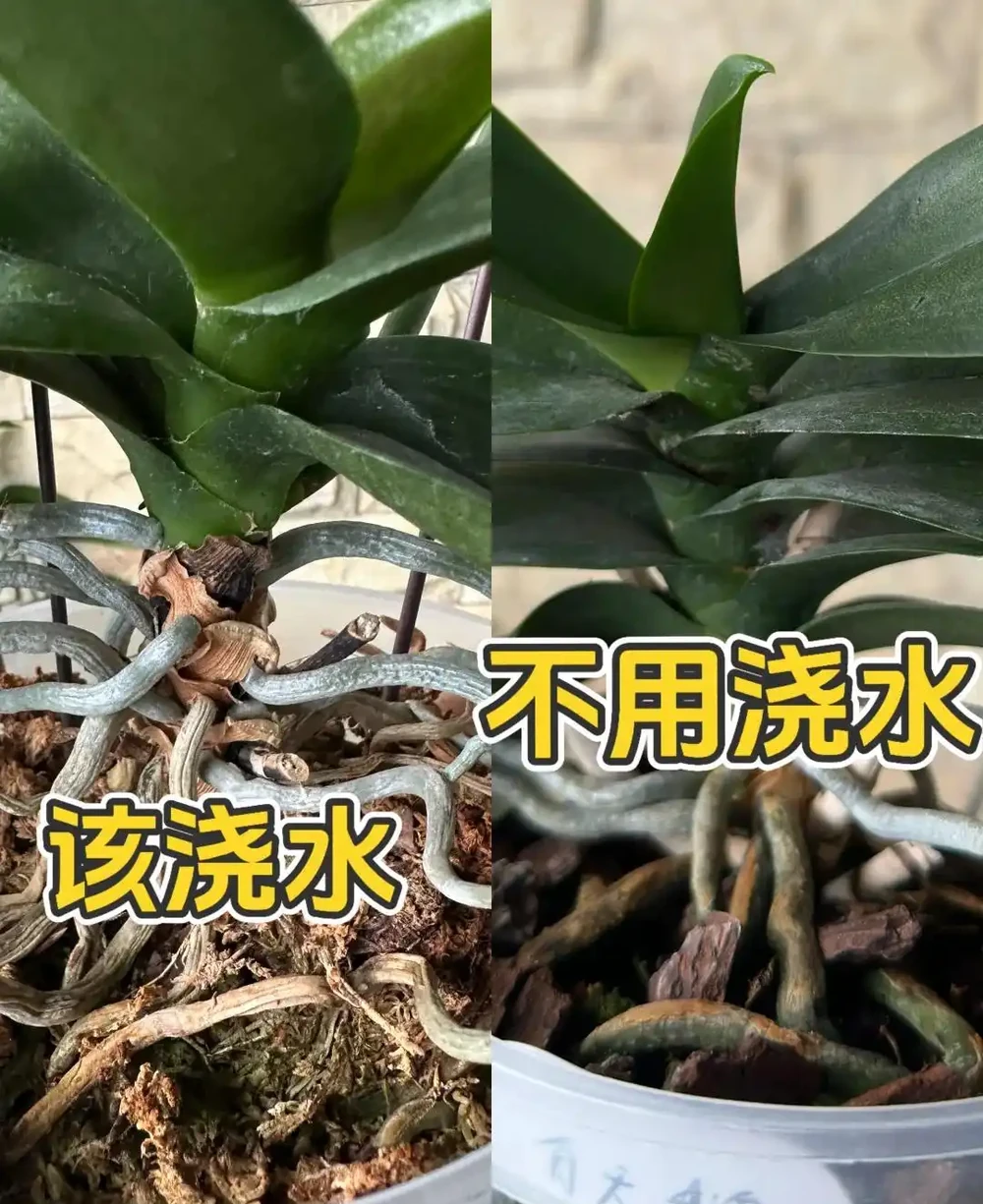 養蘭十年才懂:一年能開幾次花?抓住這個關鍵點,想不開花都難