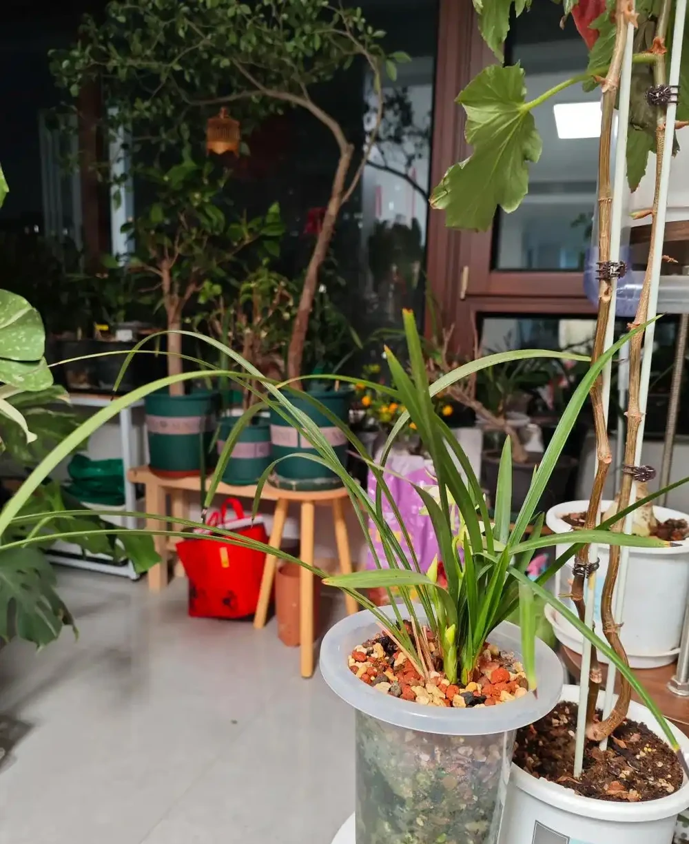養蘭十年才懂:一年能開幾次花?抓住這個關鍵點,想不開花都難