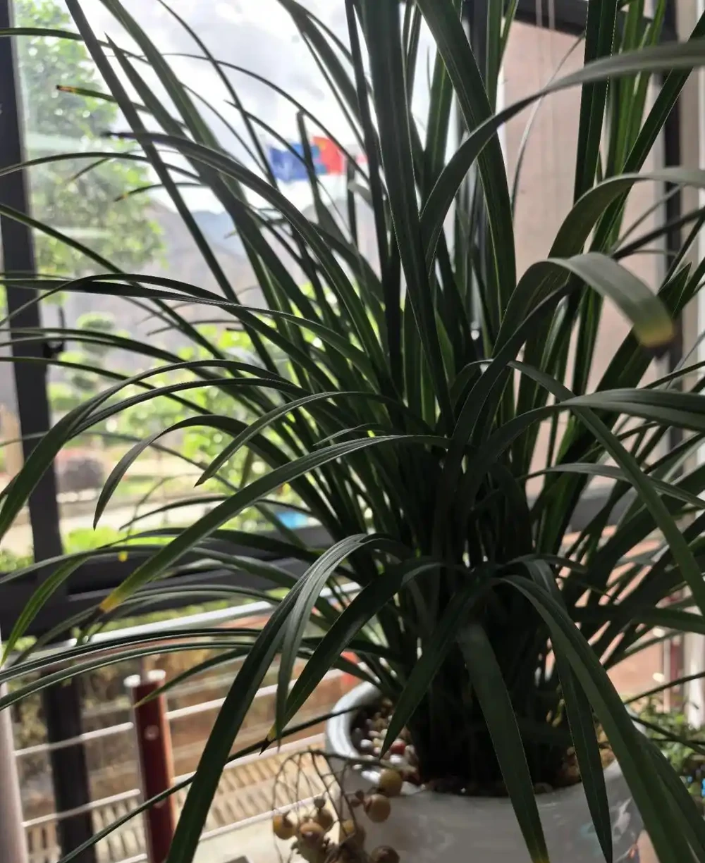 養蘭十年才懂:一年能開幾次花?抓住這個關鍵點,想不開花都難