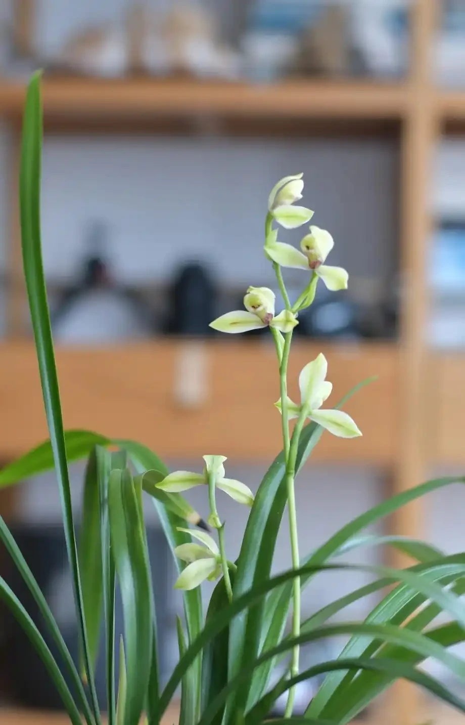 養蘭十年才懂:一年能開幾次花?抓住這個關鍵點,想不開花都難