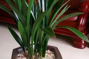 養蘭十年才懂：一年能開幾次花？抓住這個關鍵點，想不開花都難