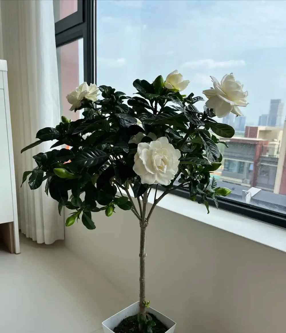 梔子花最喜歡「喝」2種肥料:一種讓植株茂盛,一種讓花開滿盆!