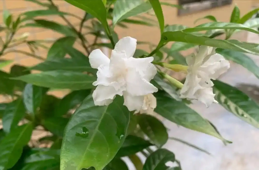 梔子花最喜歡「喝」2種肥料:一種讓植株茂盛,一種讓花開滿盆!