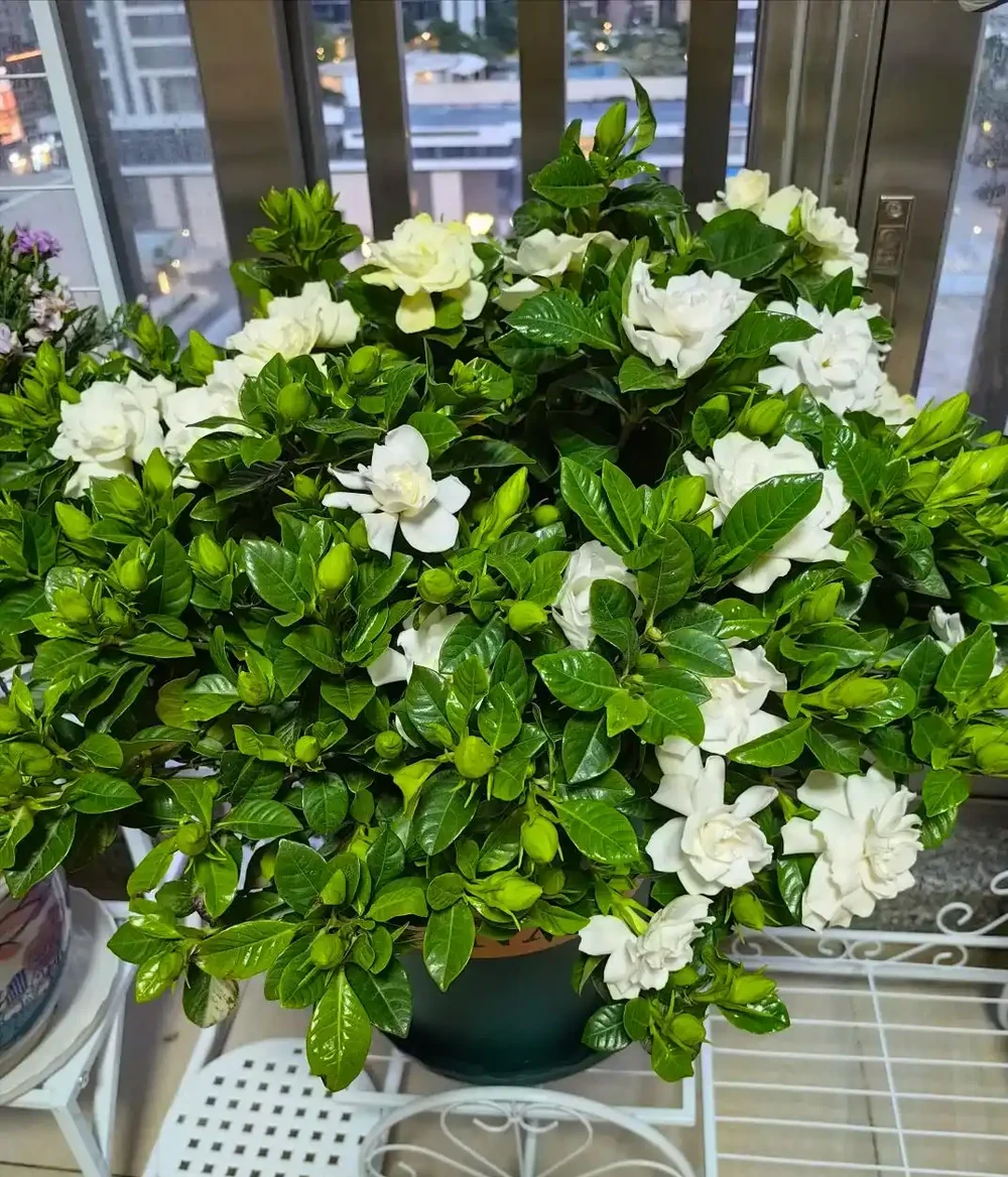 梔子花最喜歡「喝」2種肥料:一種讓植株茂盛,一種讓花開滿盆!