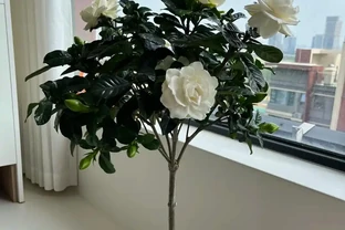 梔子花最喜歡「喝」2種肥料：一種讓植株茂盛，一種讓花開滿盆！