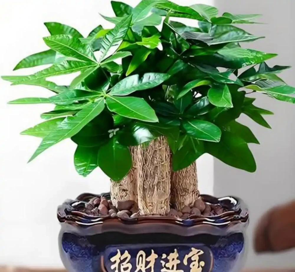 4種「招財花」,好看、好養寓意好,家裡一定要擺放一盆