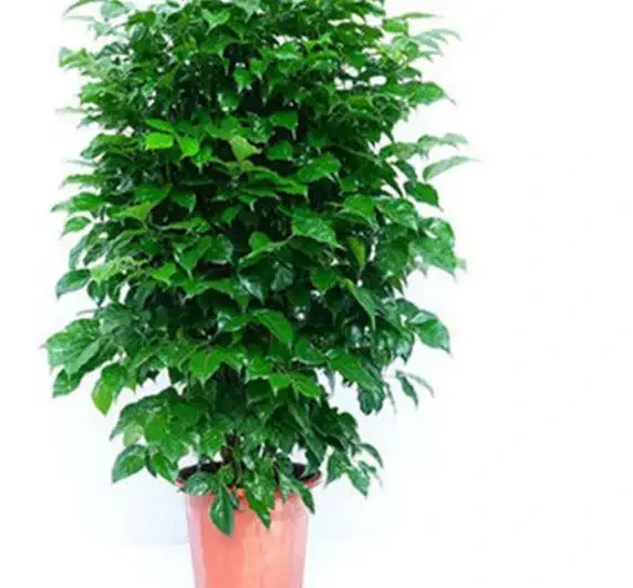 家裡養幸福樹,記住這6個種植要求!不黃葉、不落葉、長勢旺、顏值高