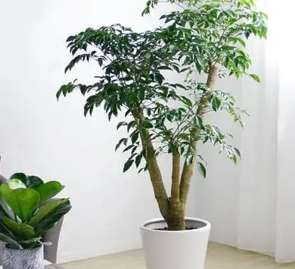 家裡養幸福樹,記住這6個種植要求!不黃葉、不落葉、長勢旺、顏值高
