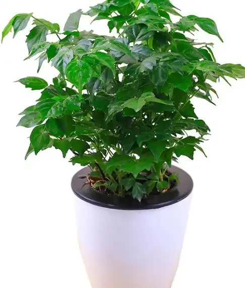 家裡養幸福樹,記住這6個種植要求!不黃葉、不落葉、長勢旺、顏值高