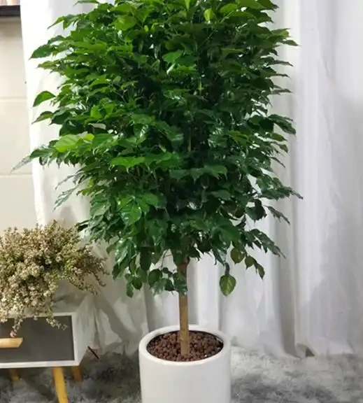 家裡養幸福樹,記住這6個種植要求!不黃葉、不落葉、長勢旺、顏值高