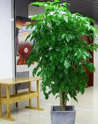家裡養幸福樹,記住這6個種植要求!不黃葉、不落葉、長勢旺、顏值高