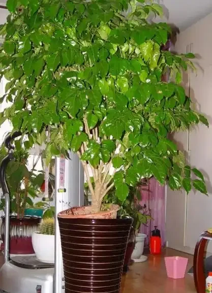 家裡養幸福樹,記住這6個種植要求!不黃葉、不落葉、長勢旺、顏值高
