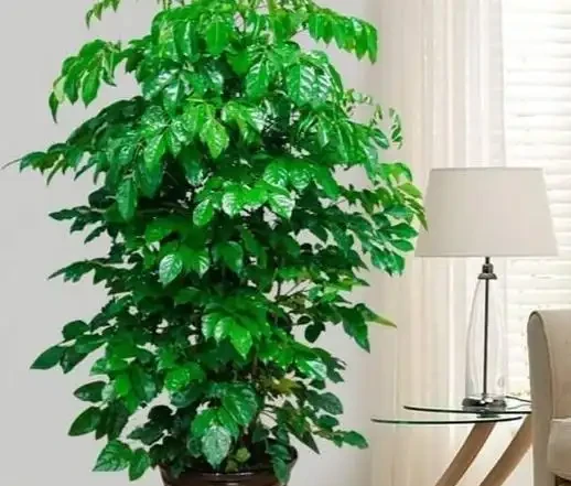家裡養幸福樹,記住這6個種植要求!不黃葉、不落葉、長勢旺、顏值高
