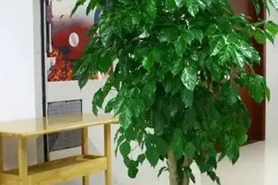 家裡養幸福樹，記住這6個種植要求！不黃葉、不落葉、長勢旺、顏值高