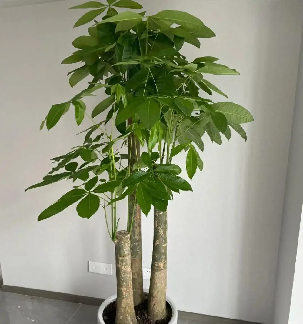 發財樹澆水別問幾天一次,學會看這幾個訊號,心裡就有底了
