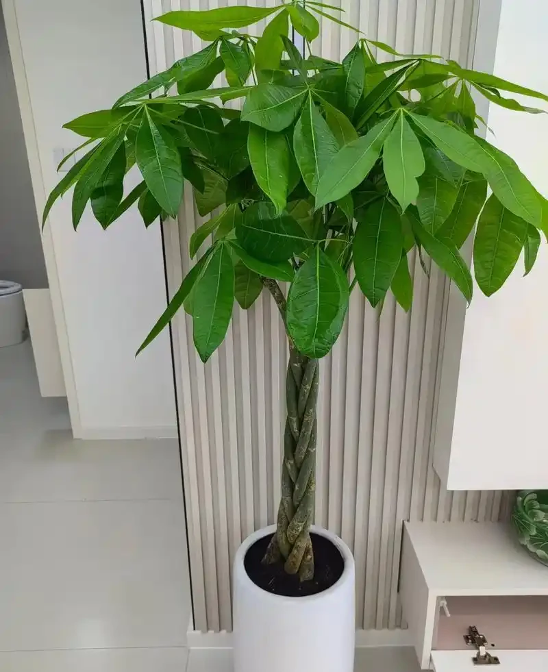發財樹澆水別問幾天一次,學會看這幾個訊號,心裡就有底了