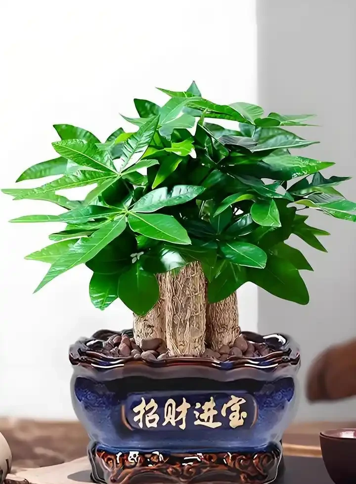 發財樹澆水別問幾天一次,學會看這幾個訊號,心裡就有底了