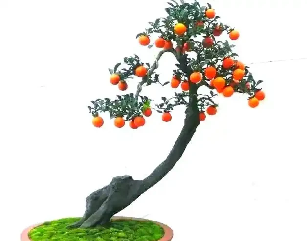 8 月養金彈子,謹記 2 控水 1 疏果,紅果穩掛不脫落