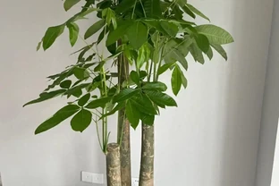 發財樹澆水別問幾天一次，學會看這幾個訊號，心裡就有底了