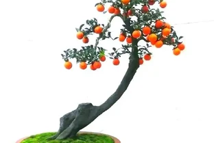 8 月養金彈子，謹記 2 控水 1 疏果，紅果穩掛不脫落