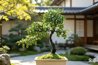 金彈子換盆後出現黃葉枯葉，問題根源在哪？看完再也不糾結