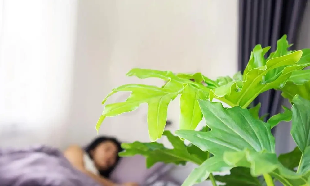 海芋已被拉入了黑名單，原因有4個，花友們別再養了