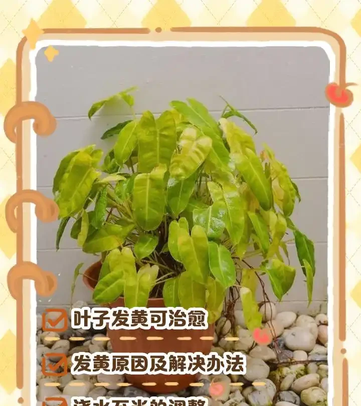 金彈子換盆後黃葉原因詳解,快速解決枯葉煩惱