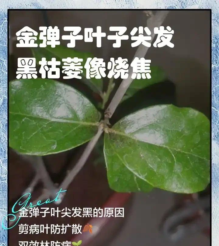 金彈子換盆後黃葉原因詳解,快速解決枯葉煩惱