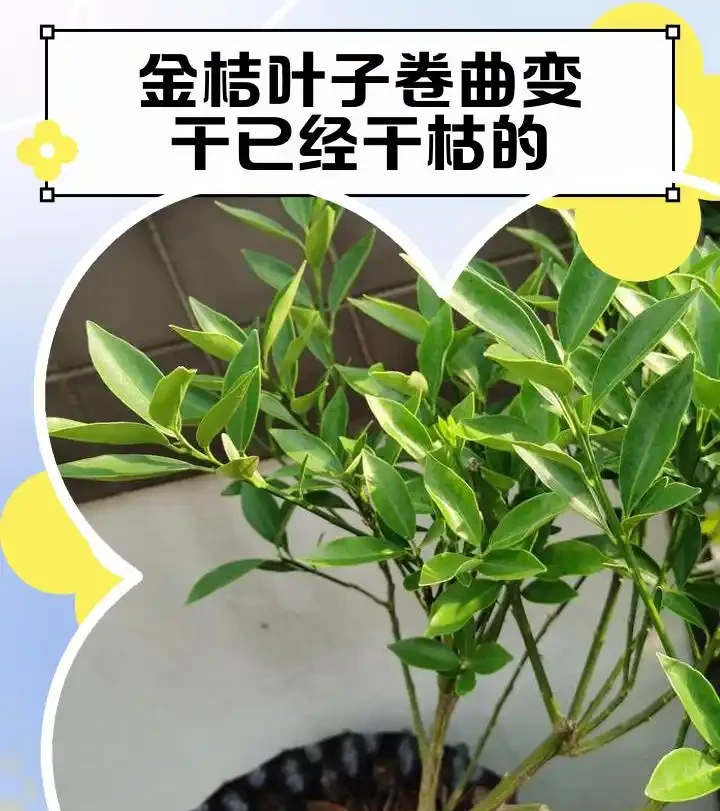 金彈子換盆後黃葉原因詳解,快速解決枯葉煩惱