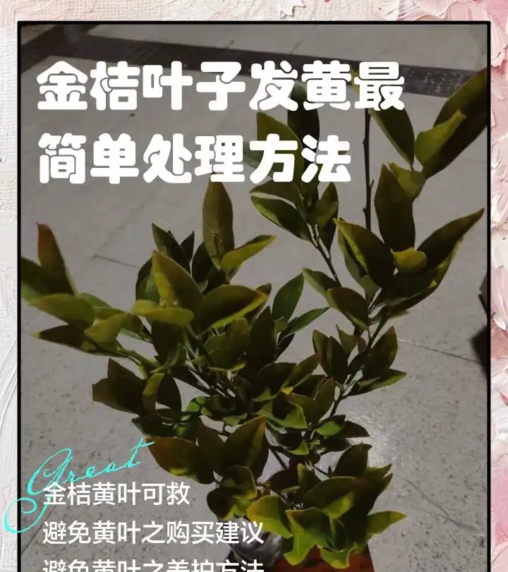 金彈子換盆後黃葉原因詳解,快速解決枯葉煩惱