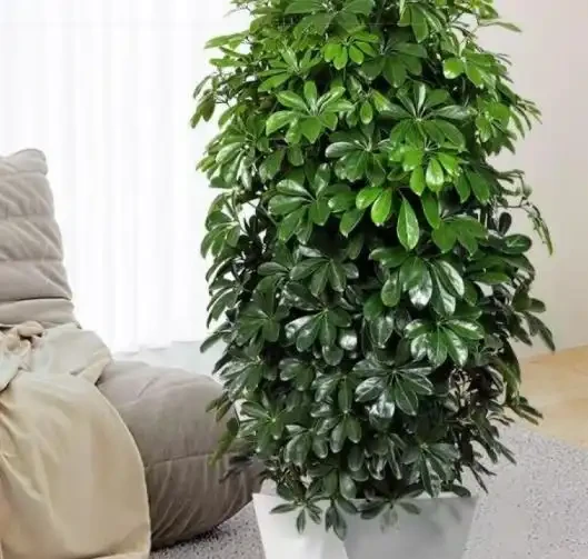家庭種植鴨腳木核心技巧!抓準土水肥光溫,長勢旺盛、四季常青