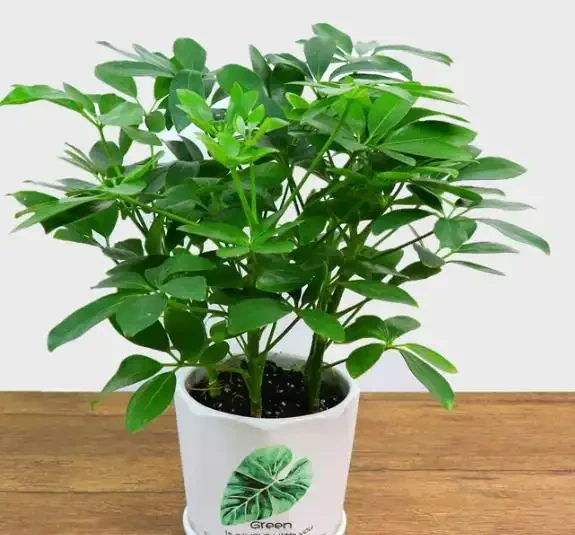 家庭種植鴨腳木核心技巧!抓準土水肥光溫,長勢旺盛、四季常青