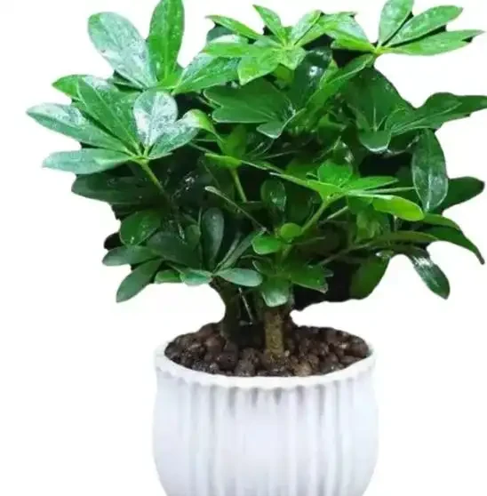 家庭種植鴨腳木核心技巧!抓準土水肥光溫,長勢旺盛、四季常青