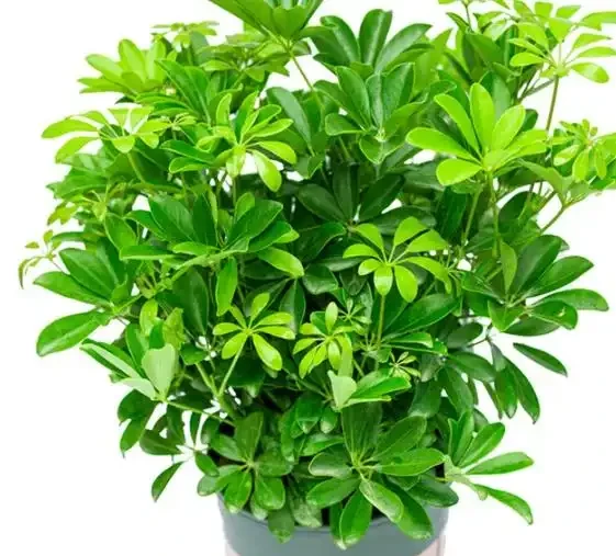 家庭種植鴨腳木核心技巧!抓準土水肥光溫,長勢旺盛、四季常青